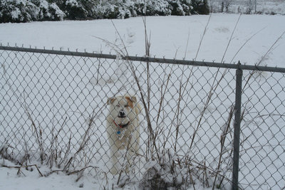 Image: He wants to play — This little guy is very warm with his winter coat and is just waiting to run after a ball.