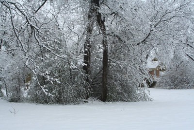 Image: The snow is heavy — The heavy weight of the snow can snap a tree in half.
