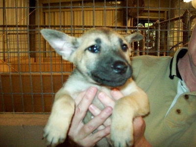 Image: Dingo — Dingo is an adorable Shepherd mix looking for a home.