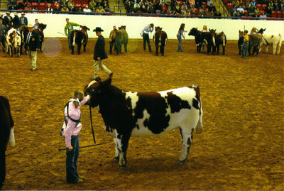 Image: 2009 Fort Worth Exposition &amp; Livestock Show — Bailey Eubank exhibiting her Steer “T-Bone.”