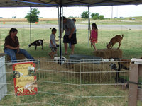 Image: Ewe Pet Petting Zoo — Everyone is enjoying the animals.