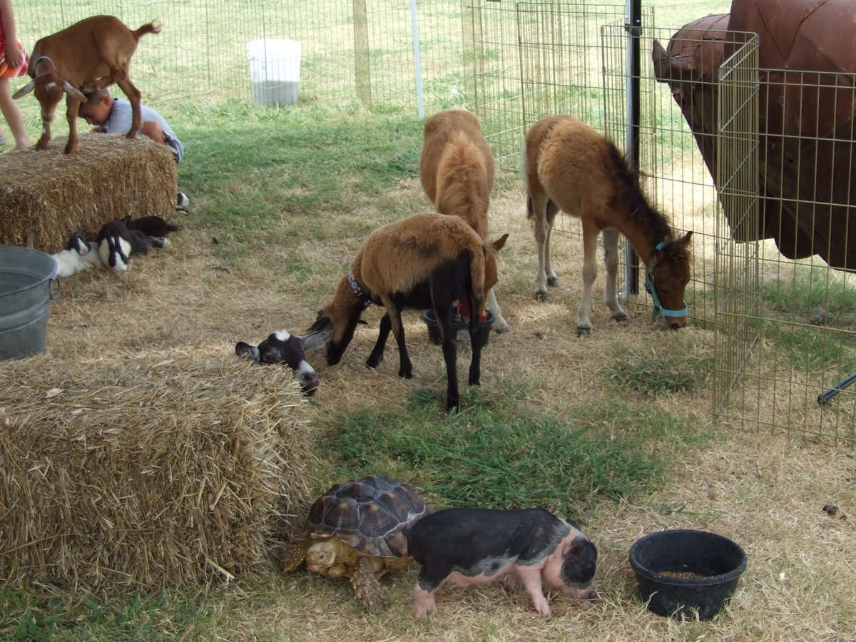 Image: What A Zoo — As you can see there are lots of different animals here for all to pet.