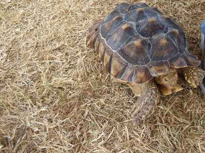 Image: Small Tortoise — This is just one of the small Tortoises, the zoo also has a very large Tortoise.