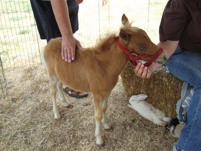 Image: Miniature Horse — There were two miniature horses but this one wanted his picture taken!