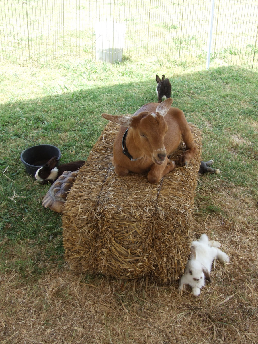 Image: Everybody is Just Relaxing — These animals are taking it easy on this Sunday afternoon.