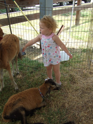 Image: Stretch A Little Further! — Azlin Itson couldn’t wait to pet the miniature horse.
