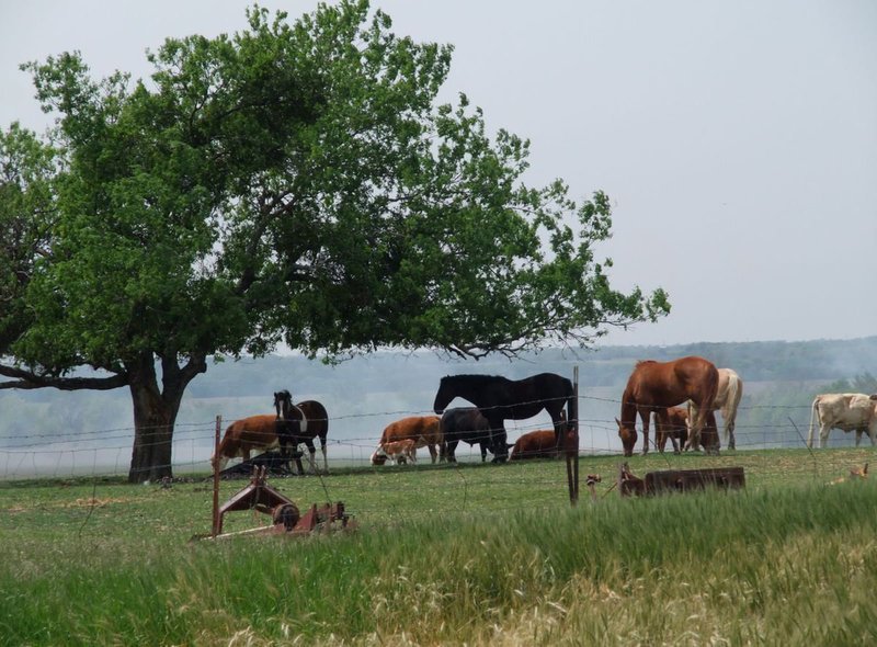 Image: Livestock get anxious — Livestock were spared being in any serious danger and no evacuations were needed.