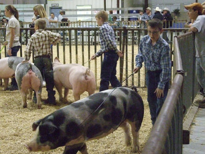 Image: Ty shows his hog — Ty Windham is in the ring to show the judge what he can do.