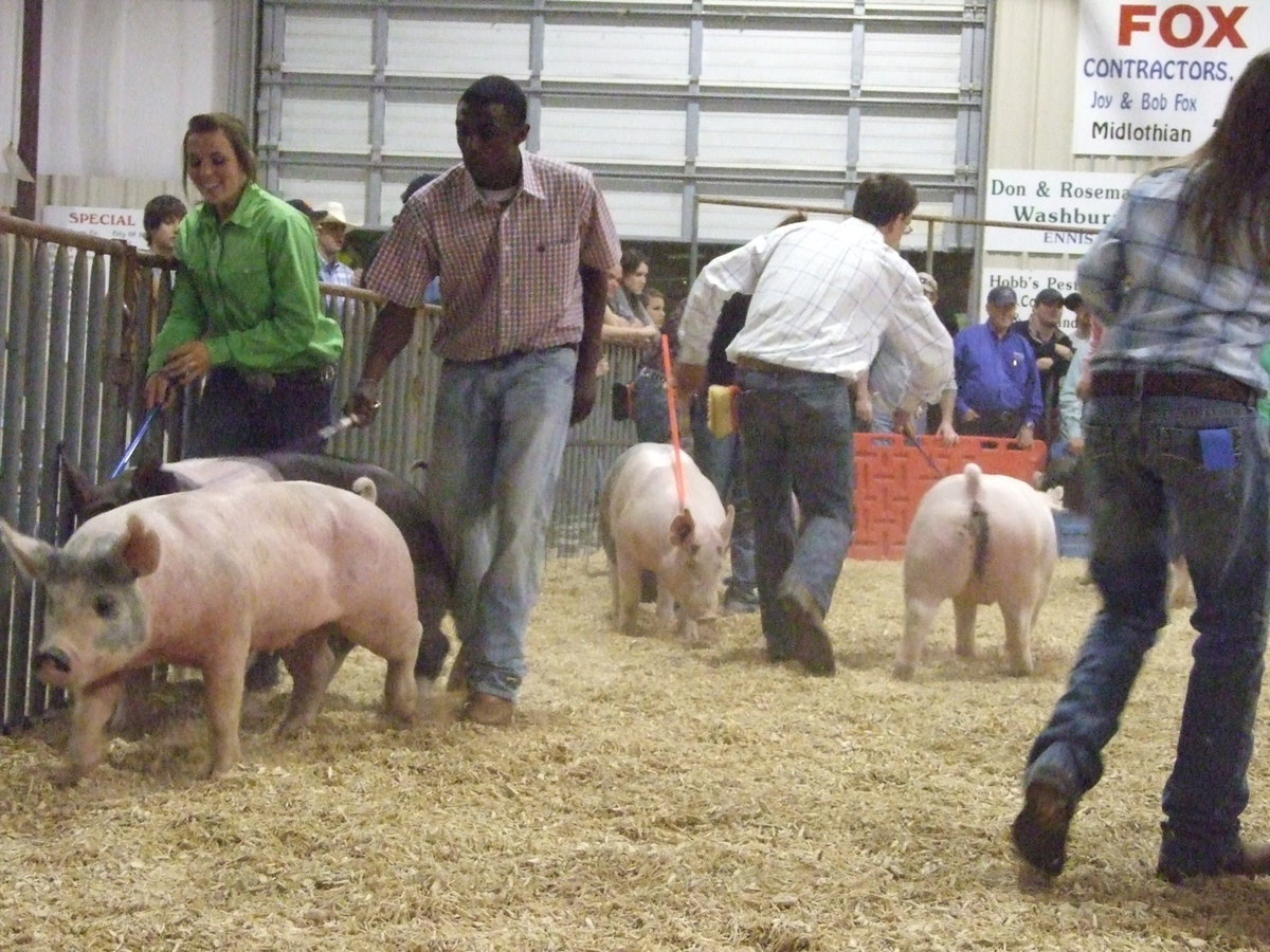 Image: Diamond shines — Senior Diamond Rogers entered the Senior Showmanship arena for the first time.