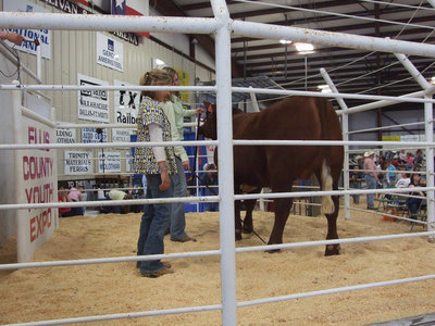 Image: Kaitlyn Rossa — Freshman Kaityly Rossa showed her short horn calf to the bidders.