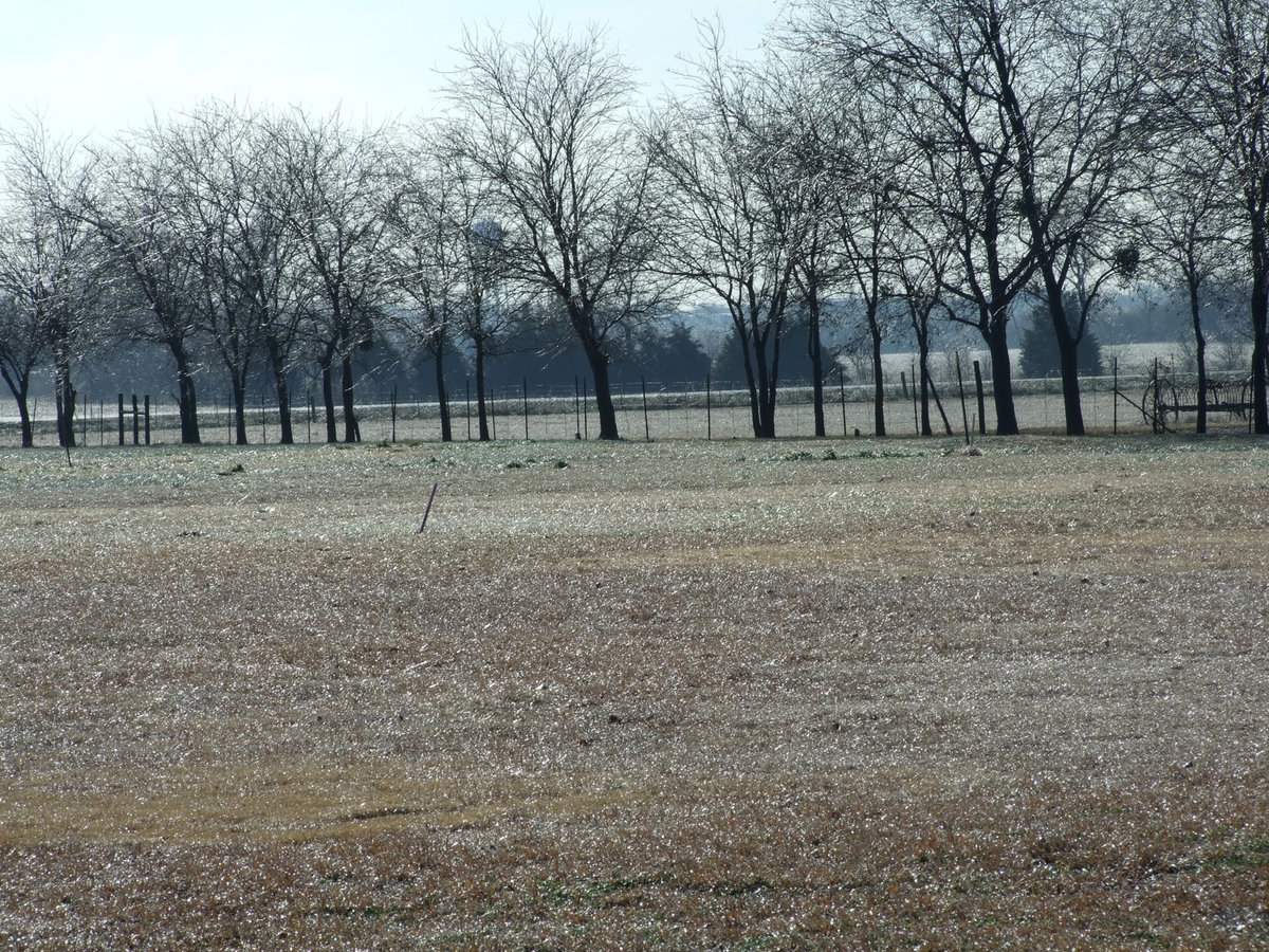 Image: Ice forms — The ice glistens on the grass and in the trees on Wednesday.