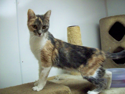 Image: Alyssa the Calico — Alyssa is a fantastic female one year old cat.