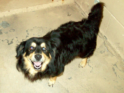 Image: Tanner — Tanner is a beautiful 2 year old Border Collie. She needs a home.