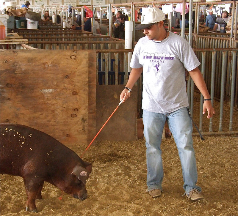 Image: Taz walks his animal — Michael “Taz” Martinez directs his swine during a practice run on Thursday.