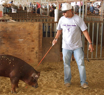 Image: Taz walks his animal — Michael “Taz” Martinez directs his swine during a practice run on Thursday.