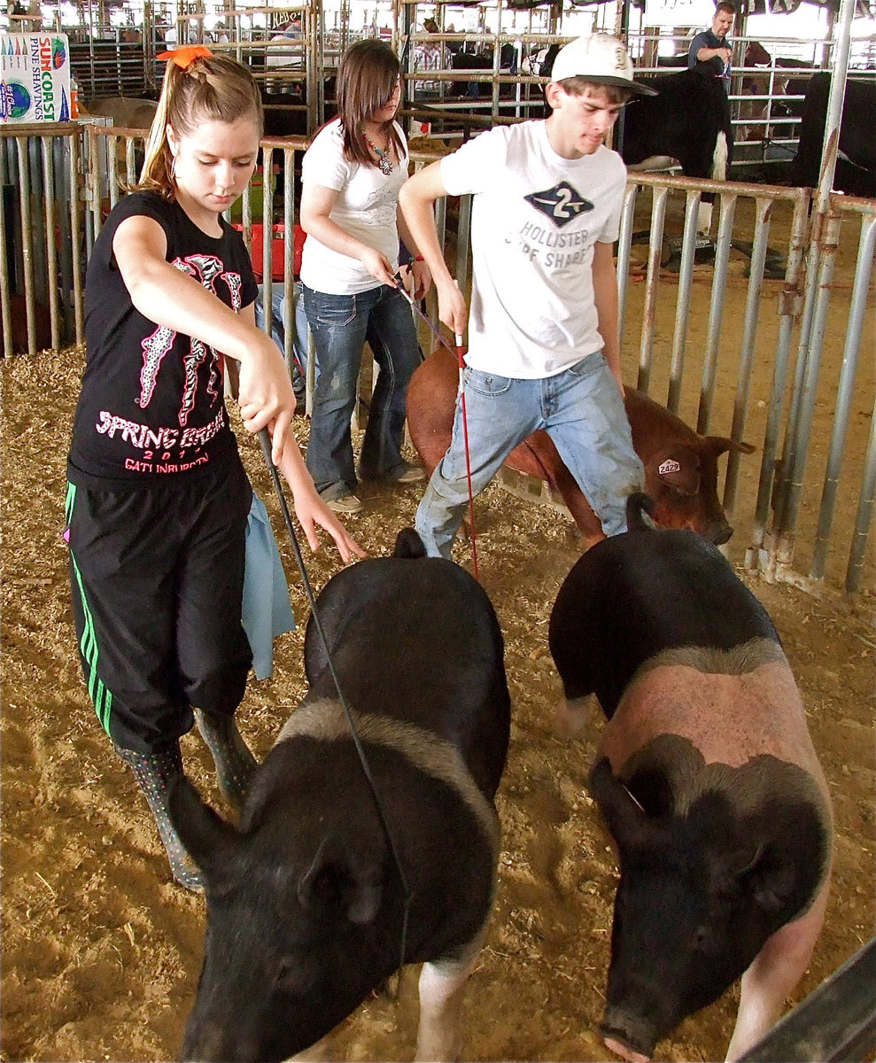 Image: All in the family — Brooke DeBorde, Bailey DeBorde (in back), and Justin Wood walk their swine together.