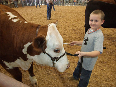 Image: Beau knows how — Beau Bumpus handles his animal like a skilled professional during PeeWee Showmanship.