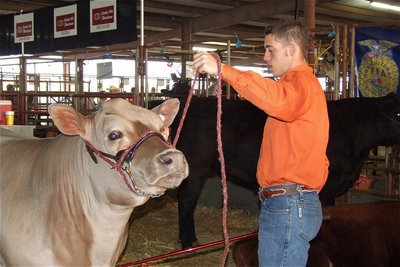 Image: Souder prepares — Brandon Souder preps his European cross bred steer, named “Whitey,” for the show ring.