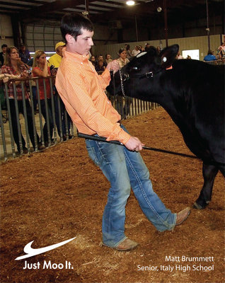 Image: Just Moo It. — Italy senior, Matt Brummett, gets 3rd in class with one of his European cross steers during the Ellis County Youth Expo Show.