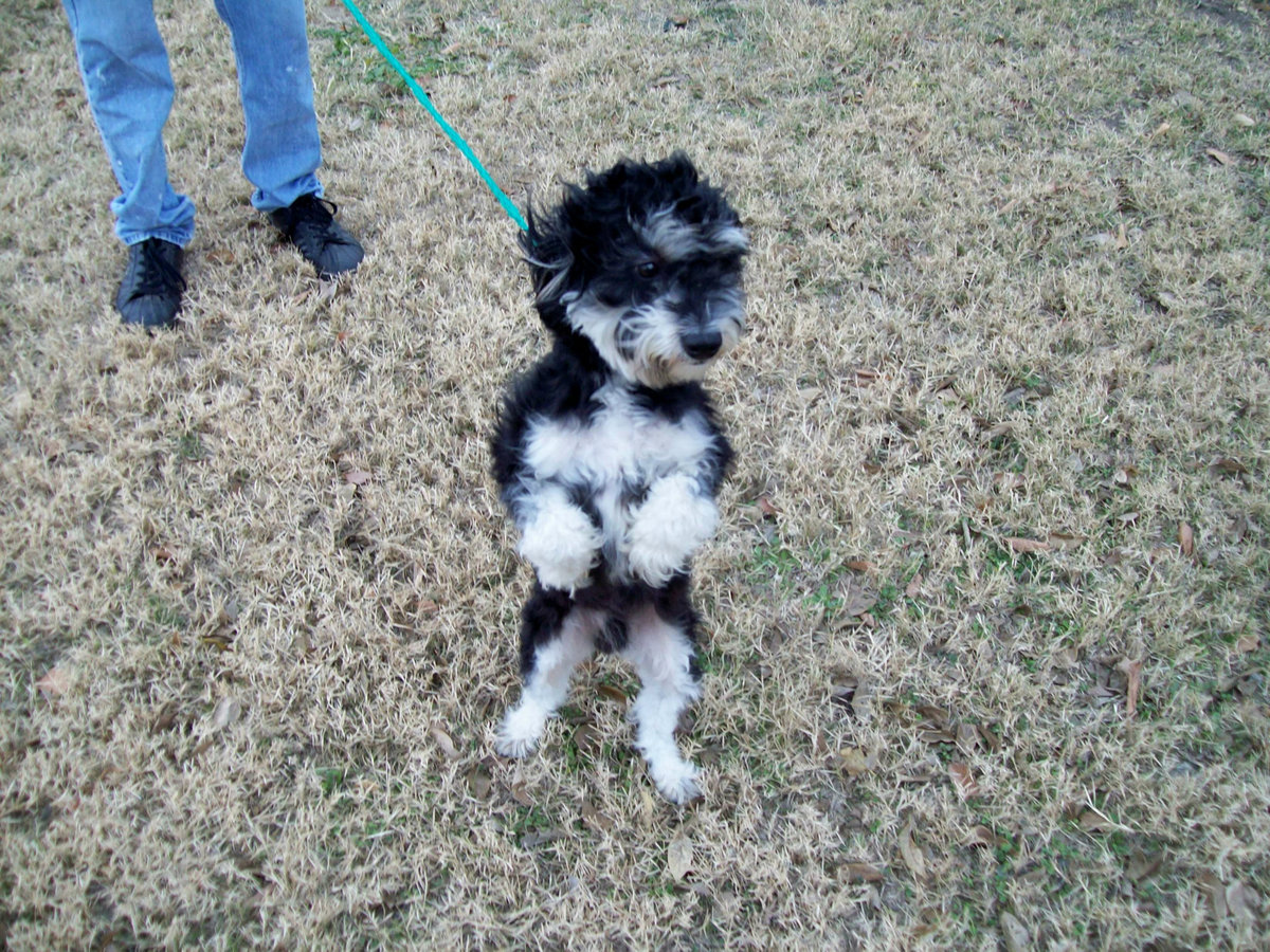 Image: Scooter — Scooter is an adorable male Terrier mix.