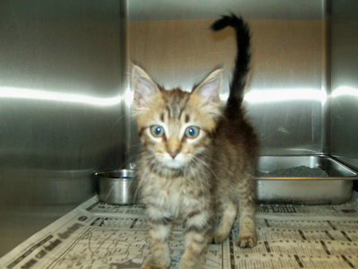 Image: Charlie Brown — This adorable brown tabby kitten needs a new home.