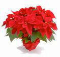 Image: Poinsettias for Sale — The sale of these Poinsettias will send a youth to camp.