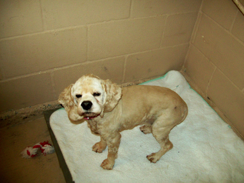 Image: Mandy — Mandy is a 8 year old Cocker Spaniel looking for a home.