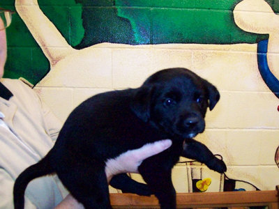 Image: Star — Star is a 2 month old female Lab mix who would love to go home with you.