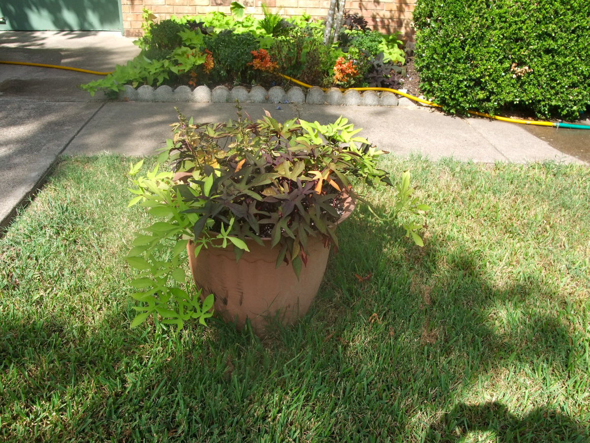 Image: Sweet Potato Plant — Mary and Billy love this Sweet Potato plant.