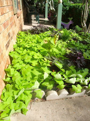 Image: Lots of Sweet Potato Plants — Mary says, “Just keep them watered and they will grow like crazy.”