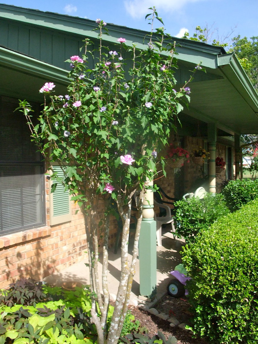 Image: Althea Tree — This tree adds a lot of beauty to their yard.