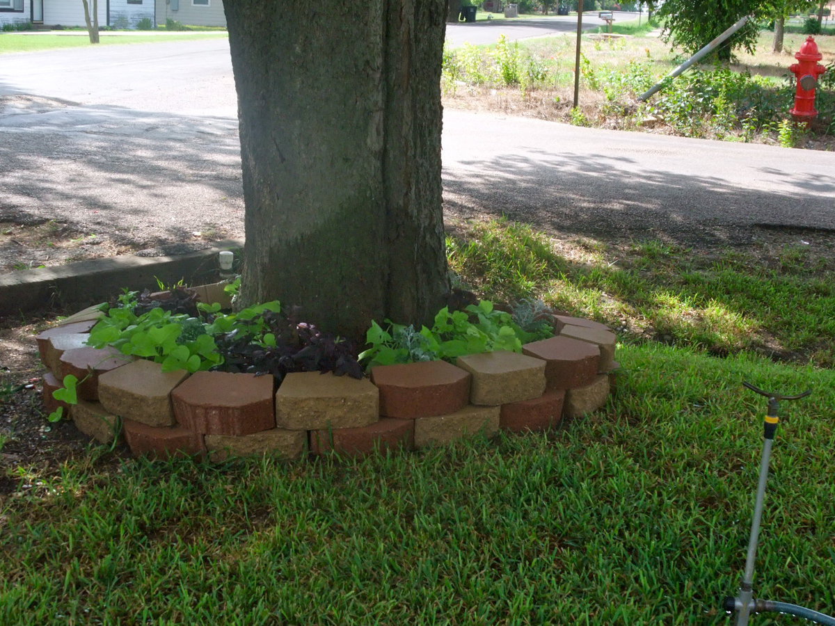 Image: More Plants! — Want to bet-Potato plants?