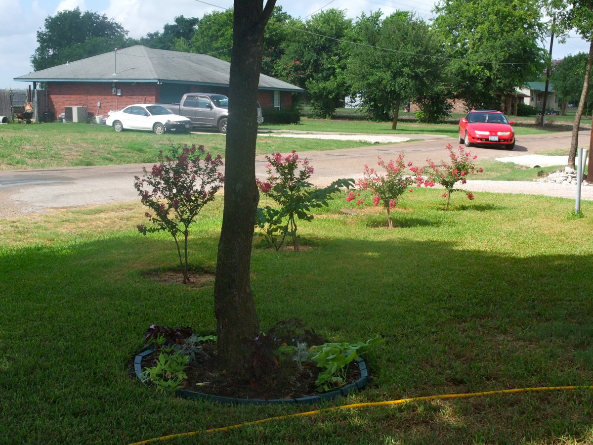 Image: Beautiful Crepe Myrtle  — These Crepe Myrtle bushes add lots of color.