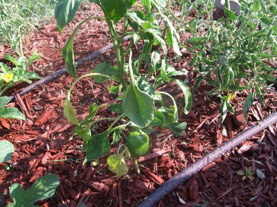 Image: Green Pepper — The students have been enjoying these green peppers.