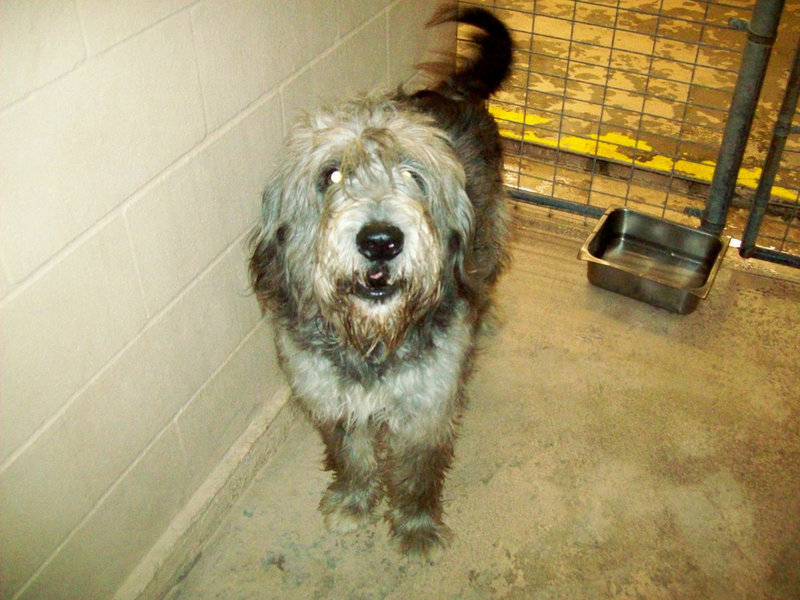 Image: Shaggy — Shaggy is a lovable dog in need of a home.