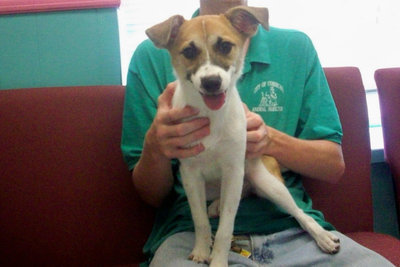 Image: Savannah — Savannah needs a home quick. She is on the endangered list. Her adoption fee has been reduced to $10.