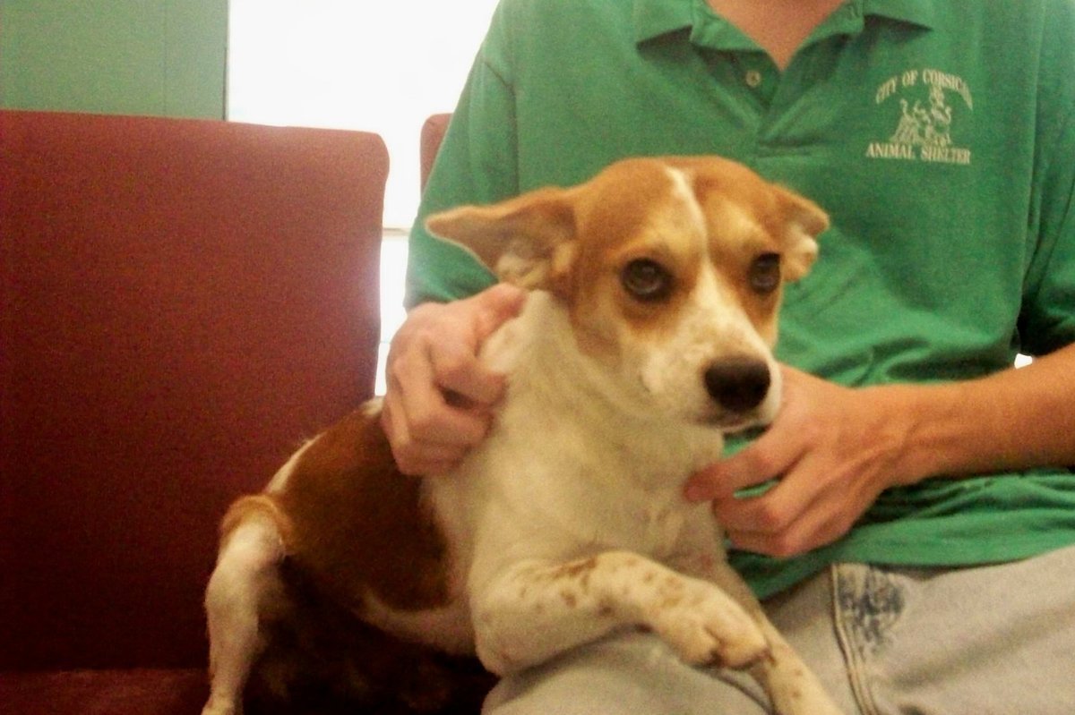 Image: Stanley need a home — Stanley is an adorable little Corgi mix. He really wants a permanent home. Can you resist those big eyes?