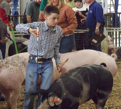 Image: Ty Windham — Ty maneuvers his pig cleverly in front of the judge.