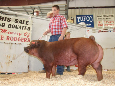 Image: Look at those hams — Aaron Pittmon works the crowd at the sale. Aaron won 1st in Class and Reserve Grand Champion.