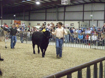 Image: Kyle has a steer — Kyle Jackson shows the judge what his steer can do.