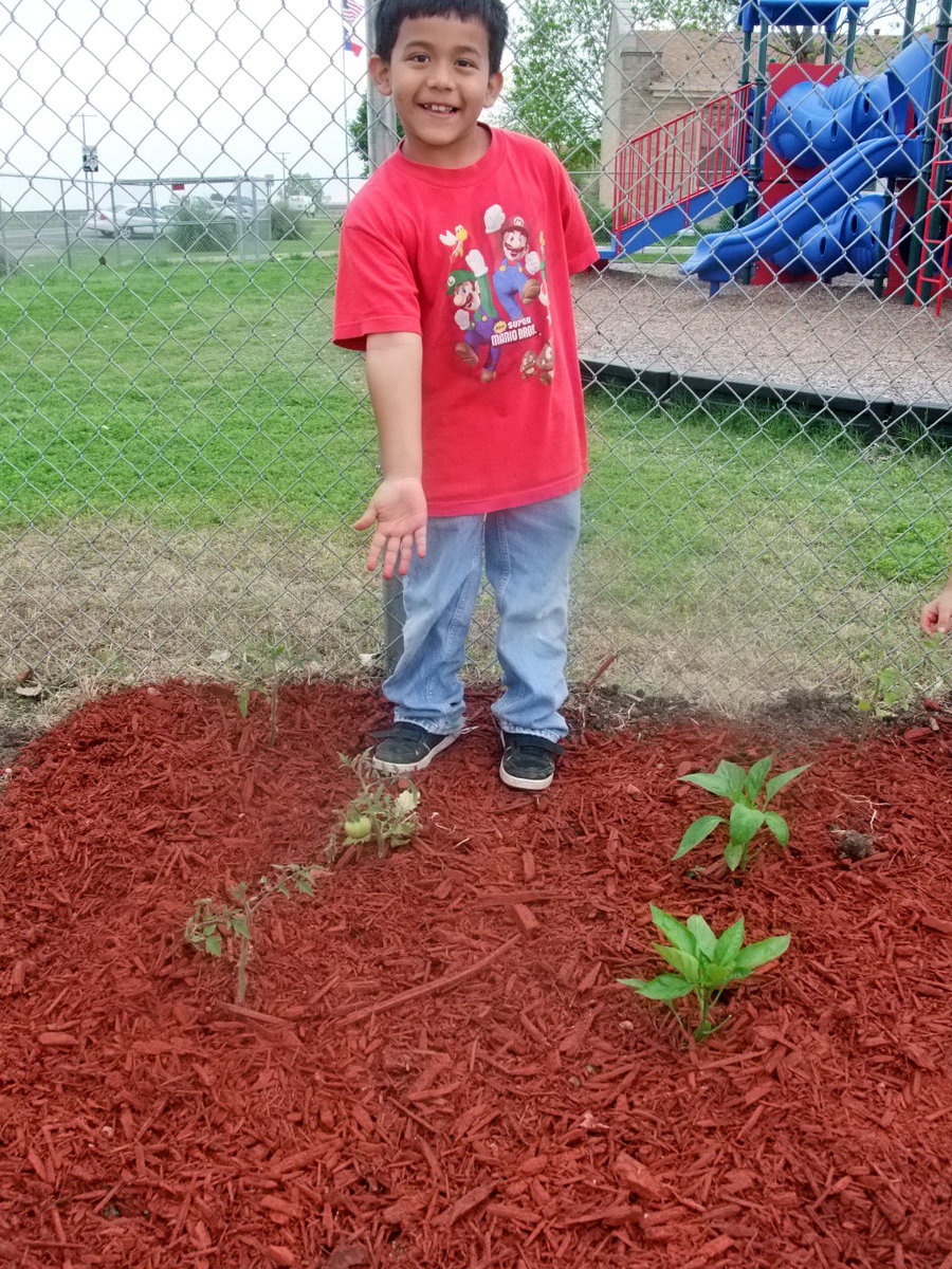 Image: I Have A Tomato — He is showing us his tomato that is growing on his plant.