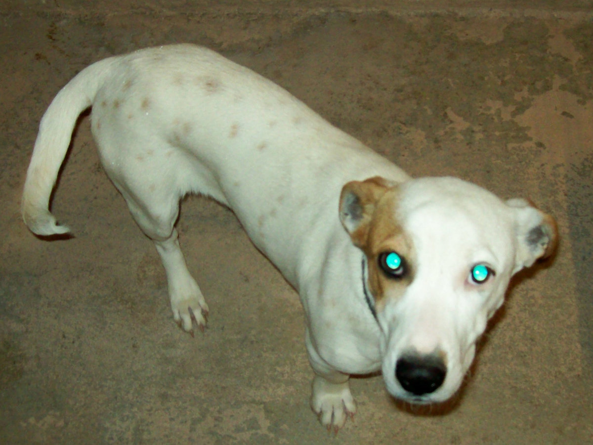 Image: Lucy the Basset/Lab Mix — Lucy is an adorable Basset/Lab looking for a home.