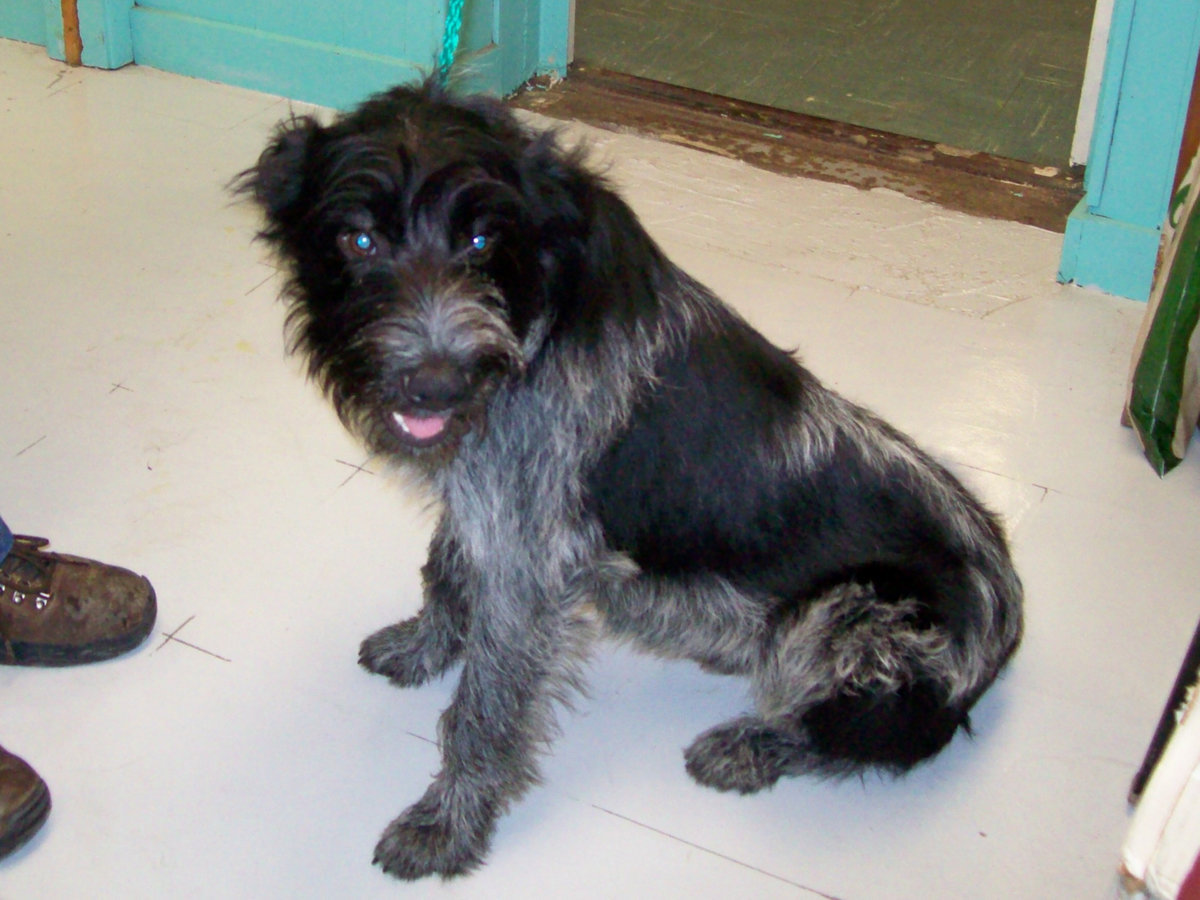 Image: Wally the Terrier mix — Wally is a cute Terrier mix.