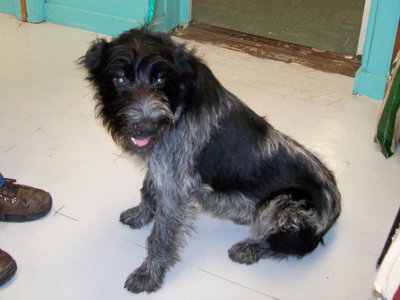 Image: Wally the Terrier mix — Wally is a cute Terrier mix.