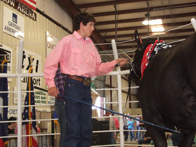 Image: No problem — Russell Helms calmly displays his European Black Simmental to potential buyers.