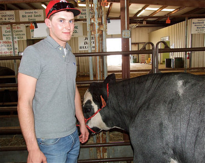 Image: Kyle Wilkins — Kyle Wilkins checks on his European Exotic cross steer before the sale.