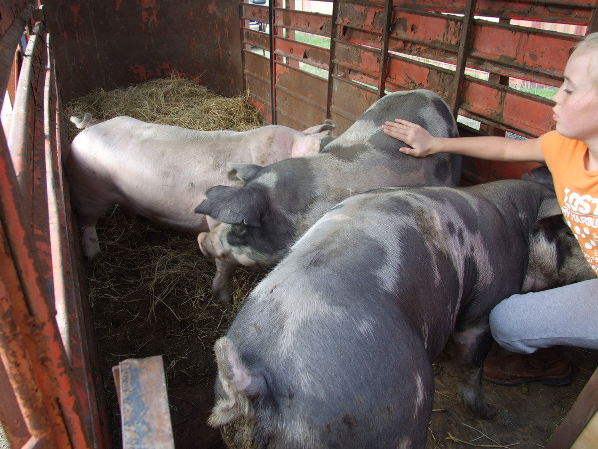 Image: Pigs in the trailer — Hannah Washinton helps the pigs load into the trailer.  They are all headed to the Expo in Waxahachie for judging on Friday.