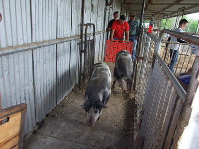 Image: Joe Windham and Sonny Dickerson — Joe and Mr. “D”, with help of 4H and FFA students, oversee the loading of all the animals at the local pig barn.  All animals were to arrive on Monday evening.  Weigh-in begins on Tuesday.