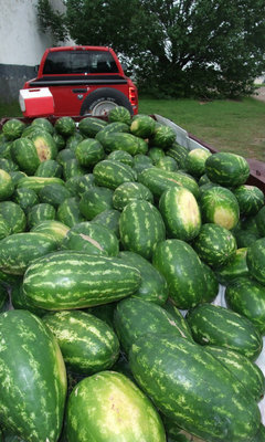 Image: Texas watermelons — Luciano Garza’s watermelons were brought in from San Manuel, Texas where they a grown and cared for by members of the Garza family.