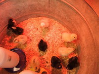 Image: Chicks under the heat lamp — These baby chicks were hatched in an incubator to teach students about life cycles.